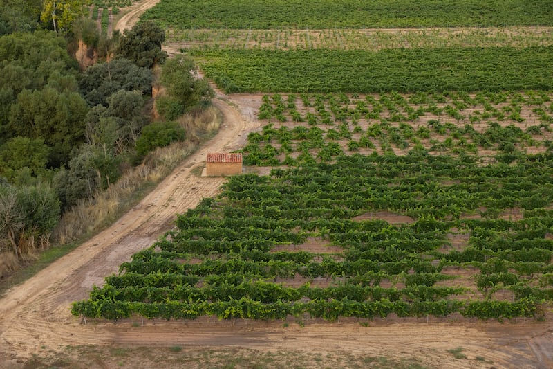 D.O. Rueda y D.O. Ribera del Duero