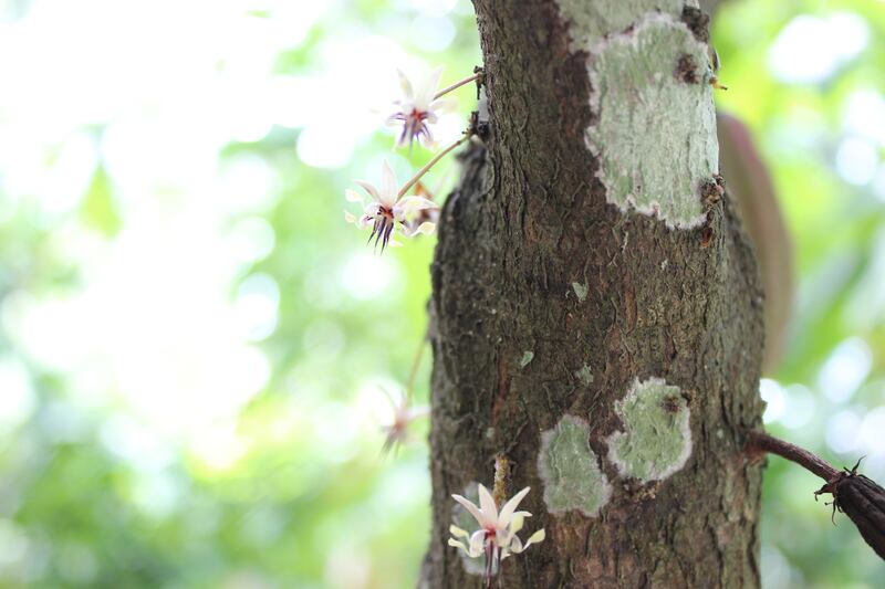 México busca maximizar la producción de cacao y repuntar como uno de los mayores productores del mundo