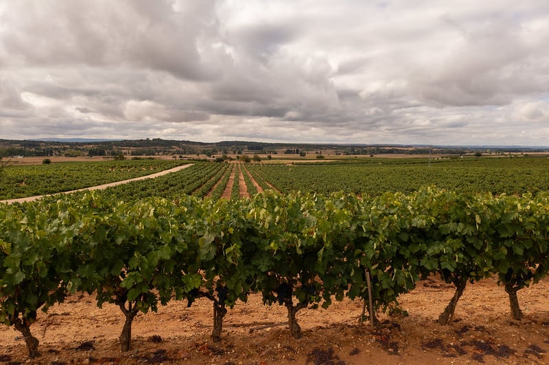 D.O. Rueda y D.O. Ribera del Duero